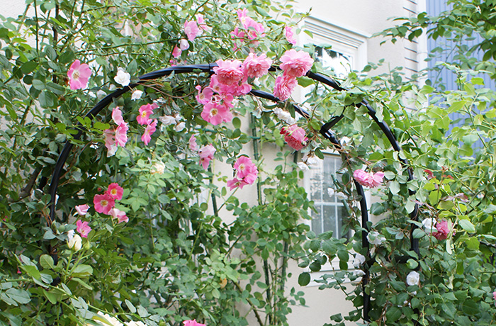 バラを仕立てる