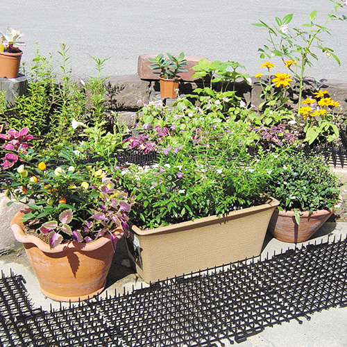 ここダメシート 幅30cm×長さ20m