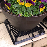 カーメン君コラボ　ブラックベース 24cm 5個入