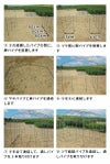 【送料無料】daimビニールハウス★【ダイムハウス3坪用】★替えビニール付き★農業用ビニールを使用した本格的な家庭菜園ハウス【家庭用家庭菜園雨よけ風よけ保温】