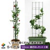 daim らくだな 高さ150cm【トマト トマト栽培 棚 野菜棚 キュウリ ゴーヤ つる性植物 きゅうり棚 ネット 園芸 支柱 ジョイント 竹 ガーデニング 用品 家庭菜園】