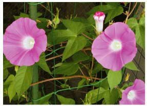 園芸ネット1.8m×2.7m