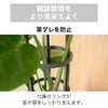 リングサポート 家庭菜園 園芸 観葉植物